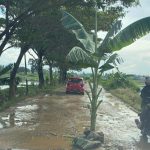 Masyarakat Desa Duriasih Kabupaten Konawe Tanam Pohon Pisang di Tengah Jalan 