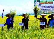 Dukung Ketahanan Pangan Nasional dan Wujudkan Sultra Lumbung Pangan, Gubernur Sultra Panen Raya Padi di Konawe