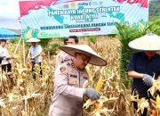 Kapolda Sultra dan Forkopimda Gelar Panen Raya Jagung Serentak di Kolaka Timur, Tegaskan Komitmen Swasembada Pangan