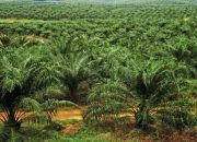 PT Damai Jaya Lestari Diduga Garap Ribuan Hektare Kawasan Hutan Konut Secara Ilegal