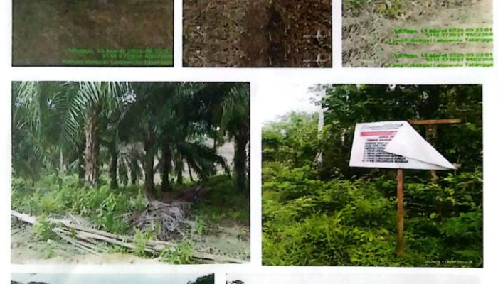 Dugaan Perusakan Sistematis di Taman Nasional Rawa Aopa Watumohai, Warga Soroti Indikasi Pembiaran