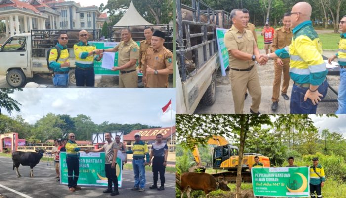 Pemkab Konawe Apresiasi PT SCM Salurkan Hewan Kurban untuk Masyarakat dan Institusi