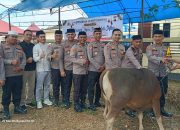 Polres Konawe Sembelih 13 Sapi dan 1 Kambing Kurban, Dua Ekor Bantuan Kapolri