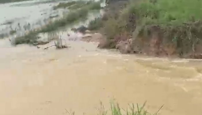 Tanggul Jebol, Ratusan Hektare Sawah Warga di Desa Barowila Terendam 